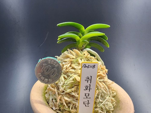 취화모단
