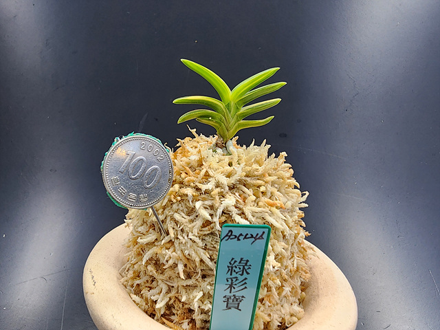 녹채보