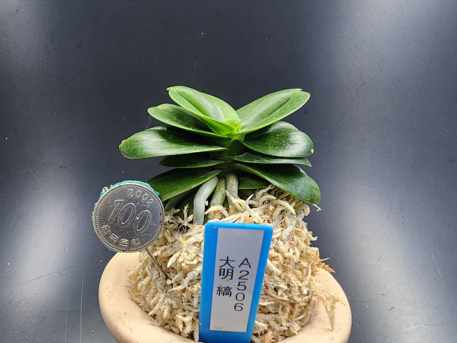 대명호A2506