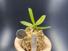 산반호 51