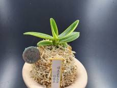 산반호 52