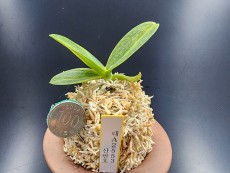 산반호 53