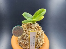 산반호 54