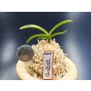 설경관