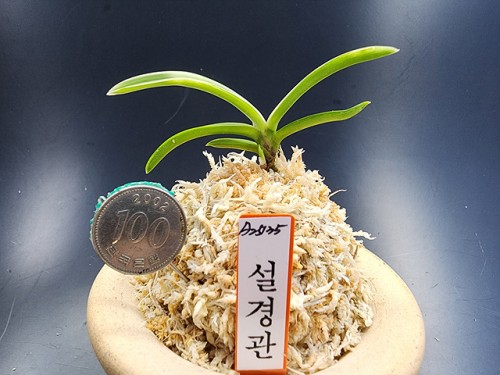 설경관