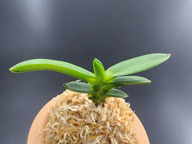 천왕봉 청