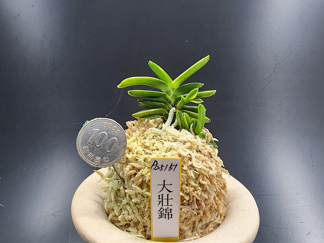 대장금