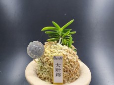 대장금