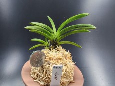 음풍