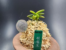 취월호