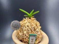 황관 청