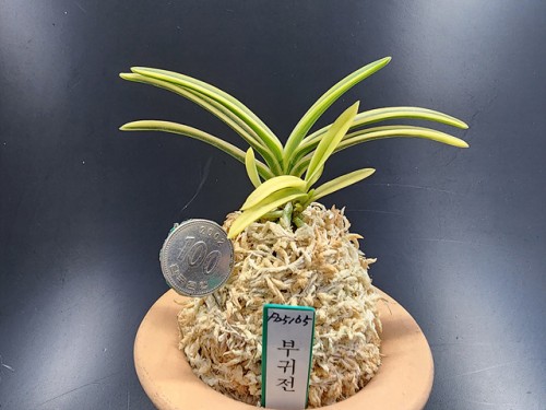 부귀전