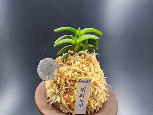취화모단