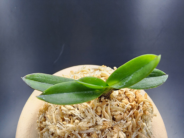 황관 청