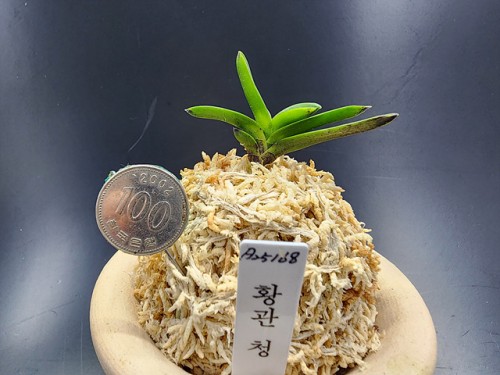 황관 청