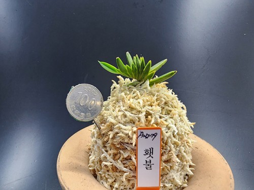 횃불