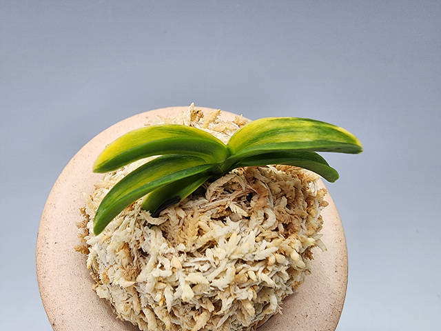 청축청근 각왕산