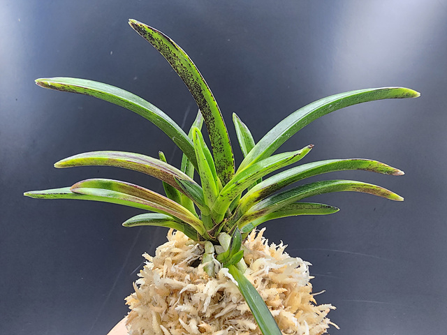 무명 후발 호반(묵호)