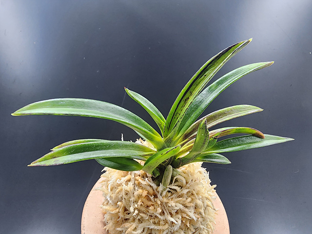 무명 후발 호반(묵호)