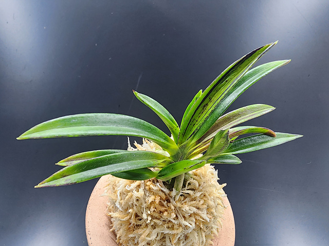 무명 후발 호반(묵호)