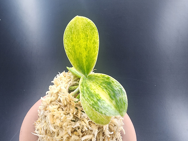 대엽풍란 산반호(신비)