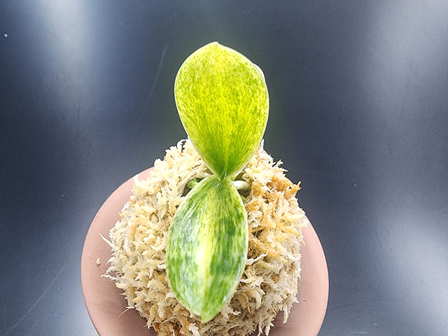 대엽풍란 산반호(신비)