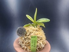 대엽풍란 산반호(신비)