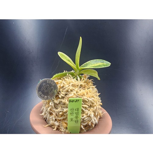 대엽풍란 산반호(신비)