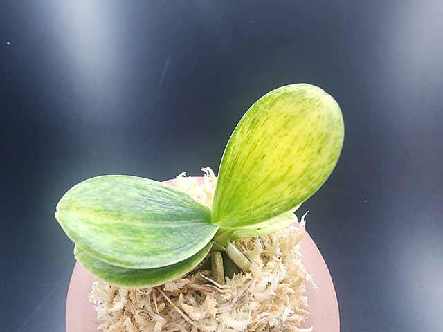 대엽풍란 산반호(신비)