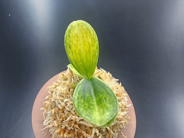 대엽풍란 산반호(신비)