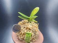 대엽풍란 산반호(신비)