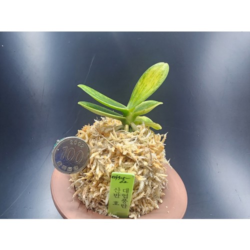 대엽풍란 산반호(신비)