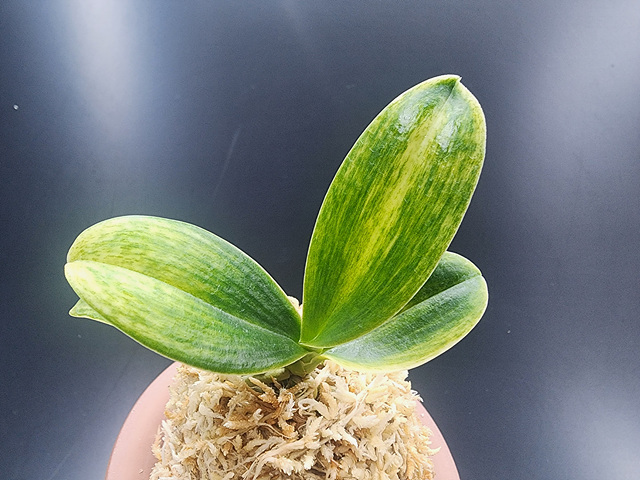 대엽풍란 산반호(신비)