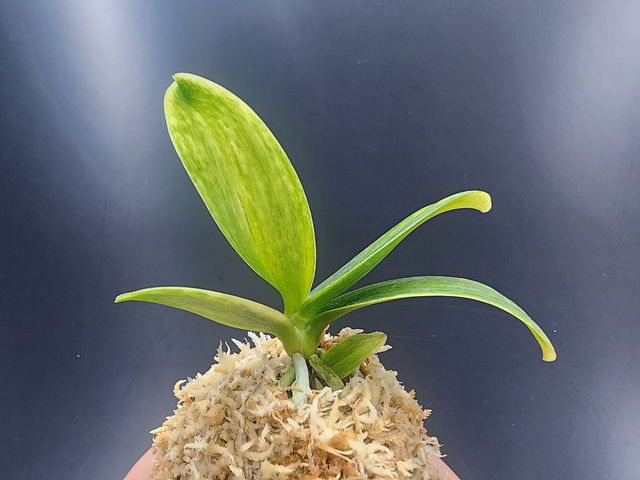 대엽풍란 산반호(신비)