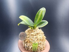 대엽풍란 산반호(신비)