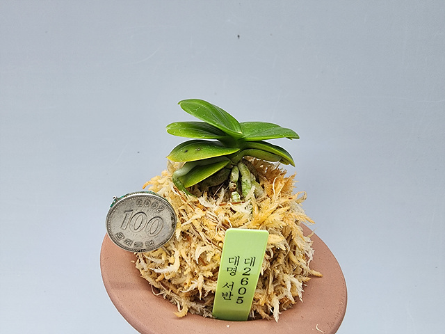 대2605 대명 서반