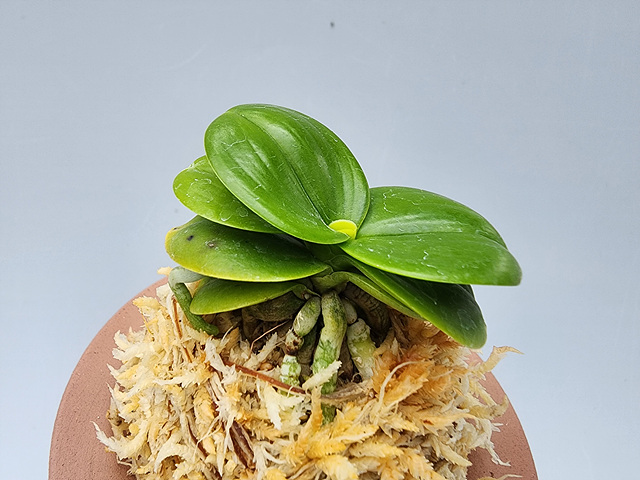 대2605 대명 서반