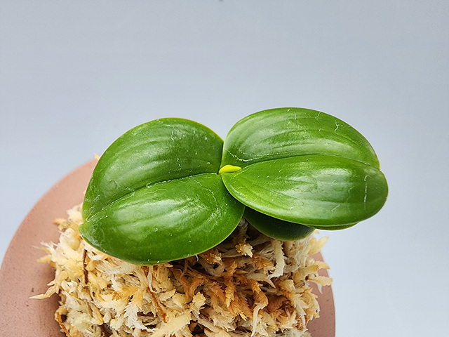 대2605 대명 서반