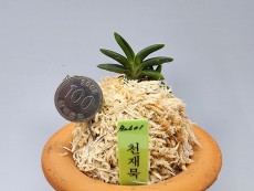 천재묵
