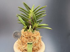 척령