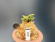 천광