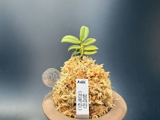 견목란