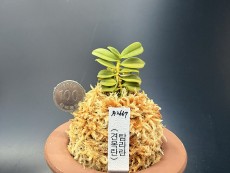 견목란