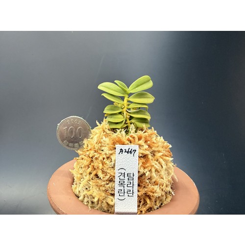견목란