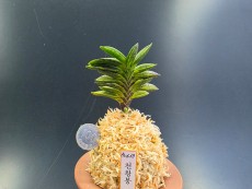 천왕봉