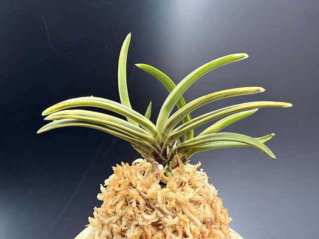 설경관