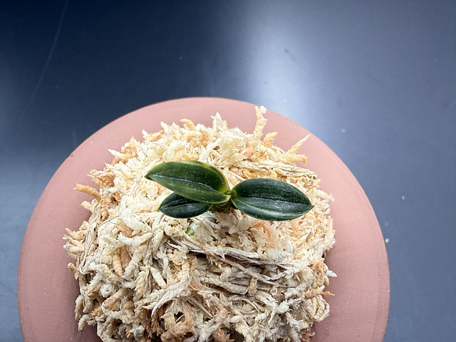 천재 백호