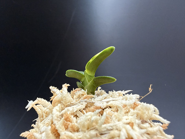 천재 백호