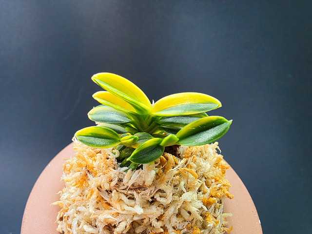 취월호