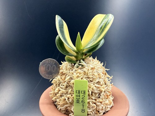 대엽호